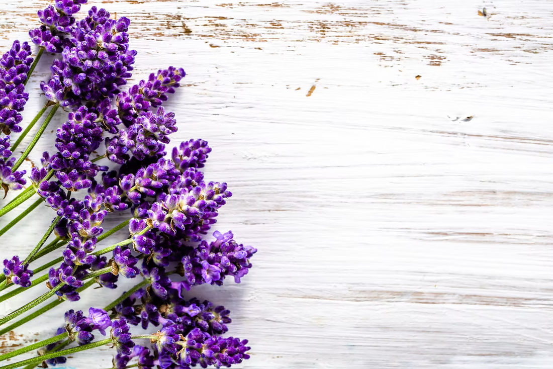 Lavender