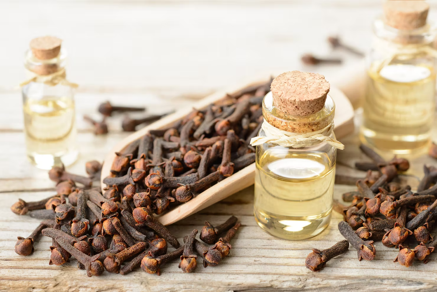 Clove