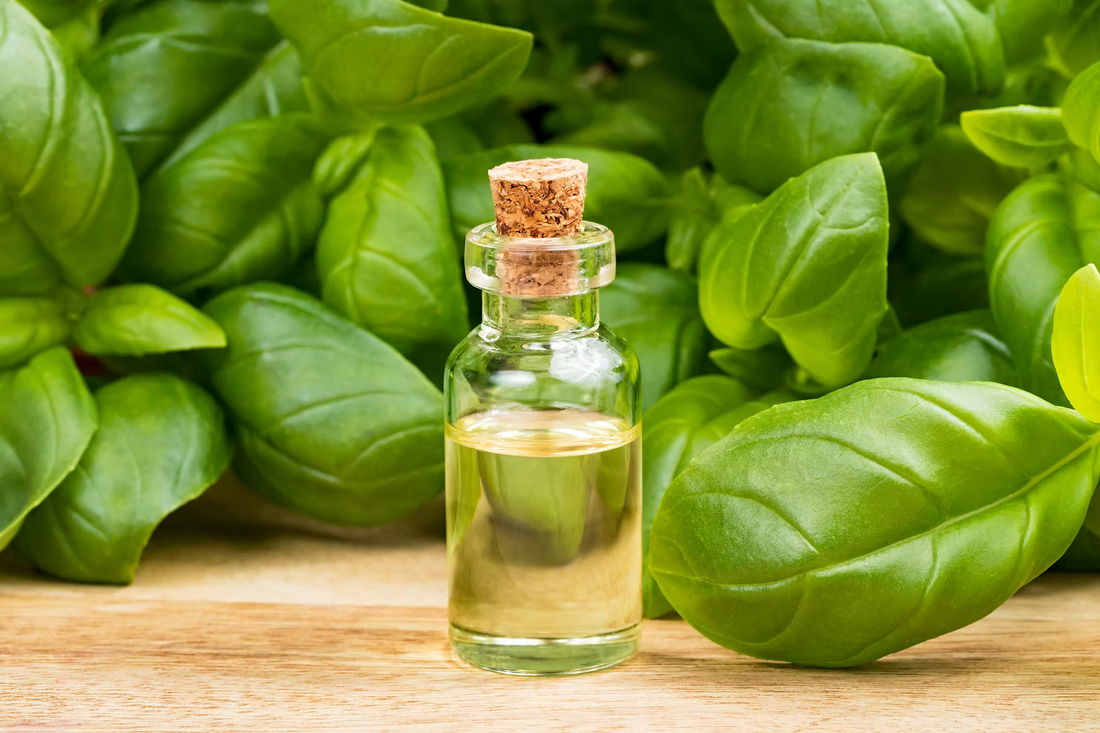 Basil