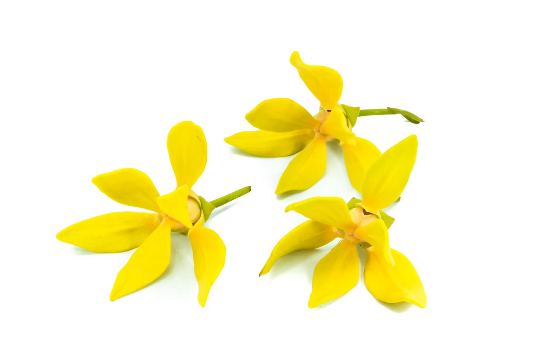 Ylang ylang