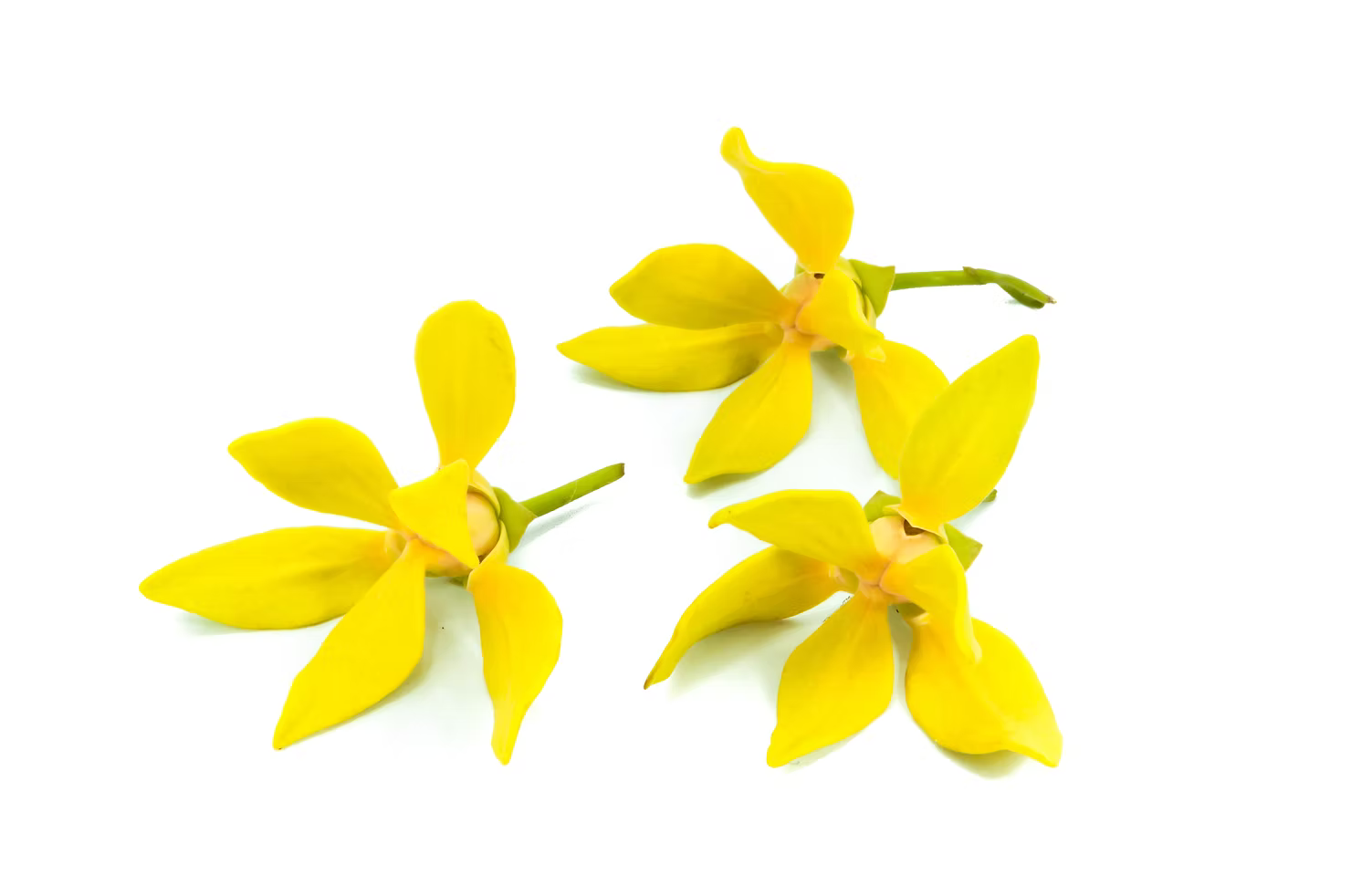 Ylang ylang