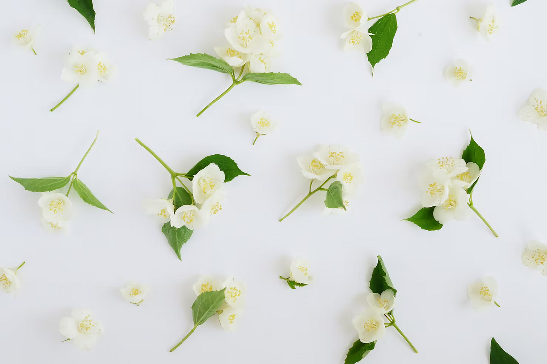 Jasmine