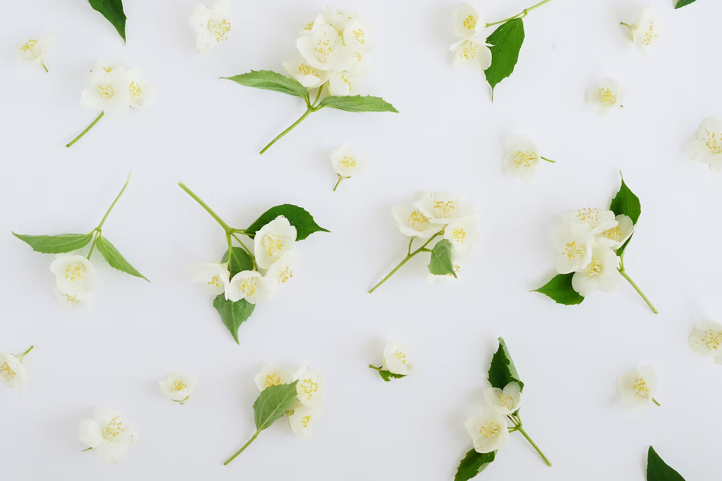 Jasmine