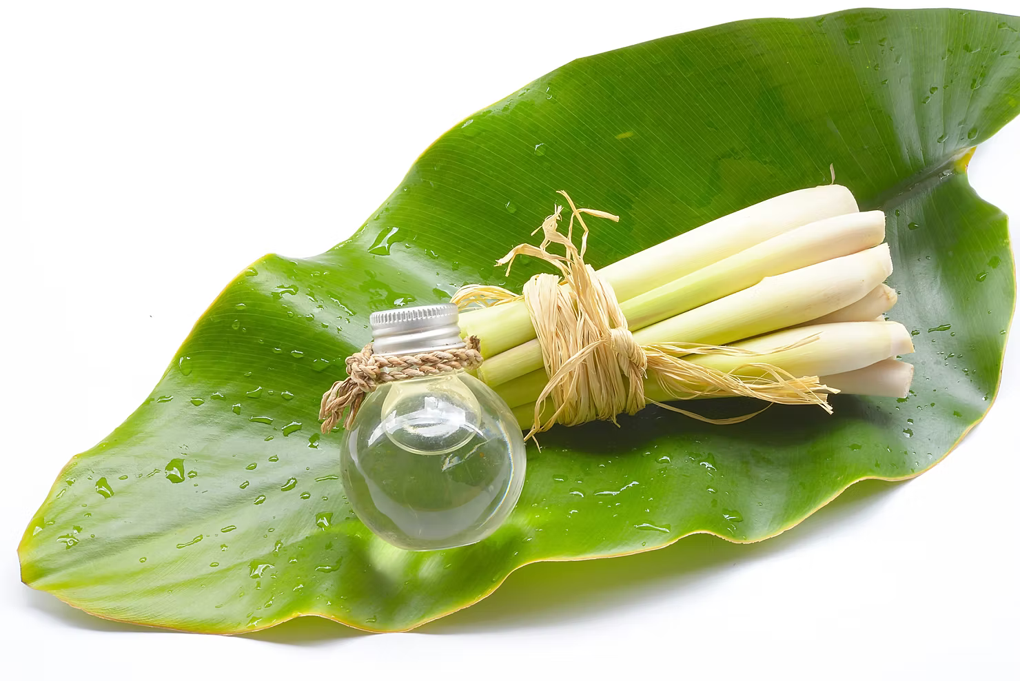 Lemongrass
