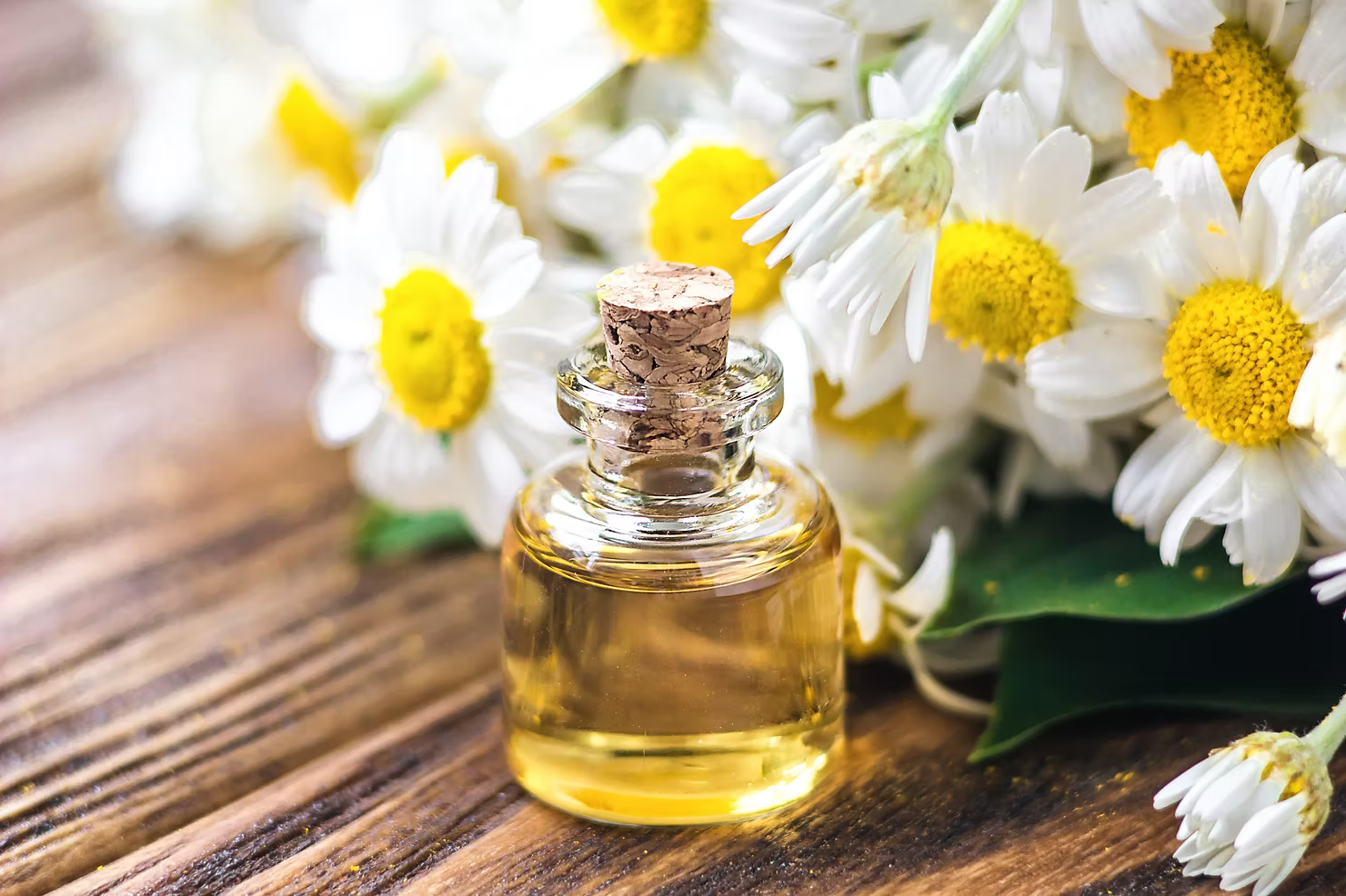 Chamomile
